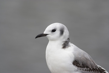 Kittiwake
