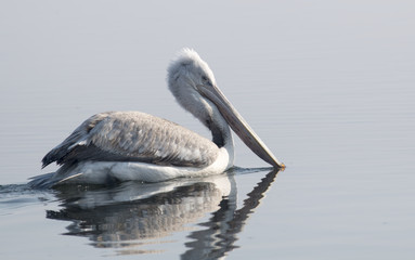 Dalmatian pelican