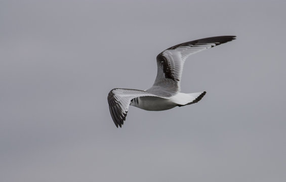 Kittiwake
