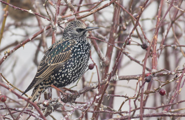 Common Starling