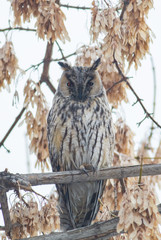Long-eared Owl