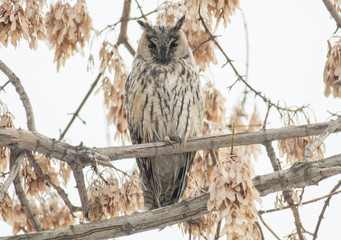 Long-eared Owl