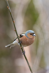 Common chaffinch on a small branch vertical image