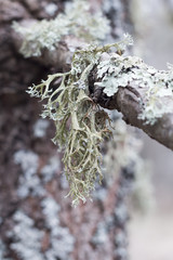 Lichen