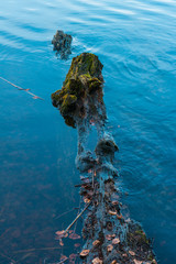Partly submerged rotting log in a lake