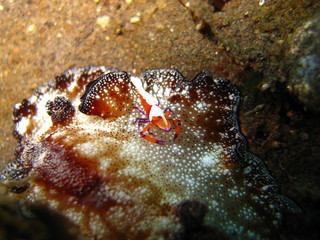 Imperatorgarnele auf Meeresschnecke