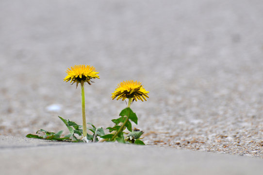 Fototapeta Dandelion flower growing between asphalt and curbs. Nature against man