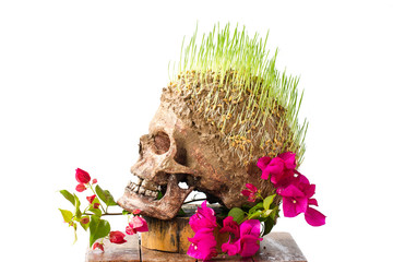 Grow green wheat seedling on head of skull