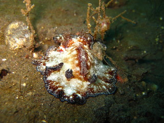 Meeresschnecke