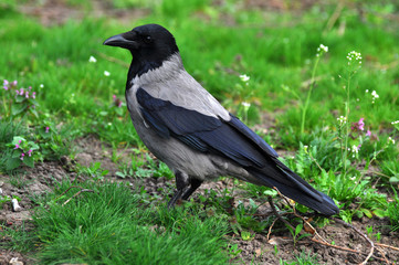 Hooded crow in the evening on meadow in spring