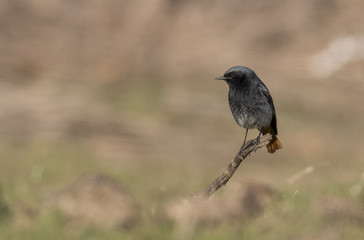 Fototapeta premium Black Redstart