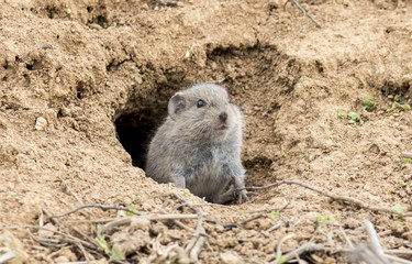 Vole in hole