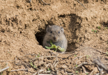 Vole in hole