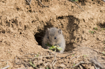 Vole in hole