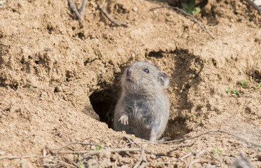Vole in hole