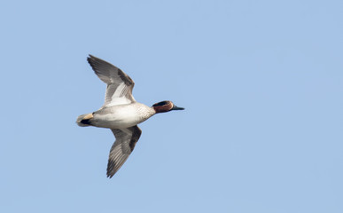 Flying Eurasian Teal