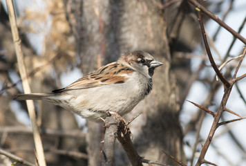 House sparrow