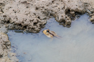 Mudskipper in Thailand