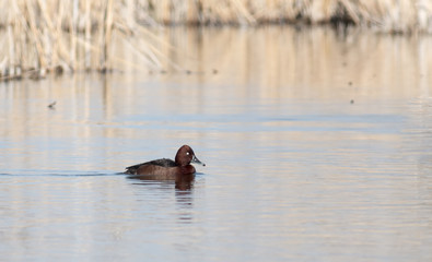 Ferruginous duck 