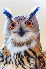 Siberian eagle owl or  Bubo bubo sibiricus which living in Siberia