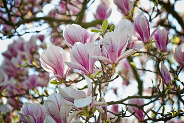 Bel arbre et fleurs de Magnolia à Pâques