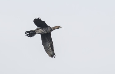 Fototapeta na wymiar Pygmy cormorant