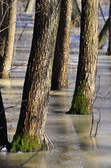 Polska - Mazury - Warmia - Las pod wodą © Rafa