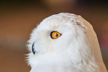 Fototapeta premium Snowy Owl or Bubo Scandiacus