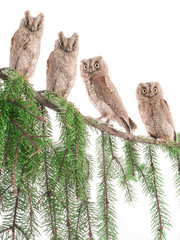 European scops owls