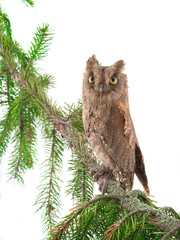 European scops owl