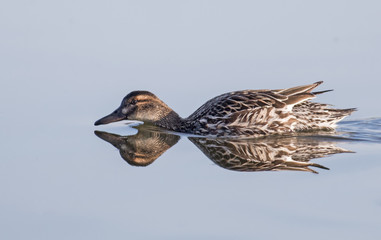 Garganey