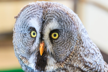 Great Grey Owl or Strix nebulosa which living in North America