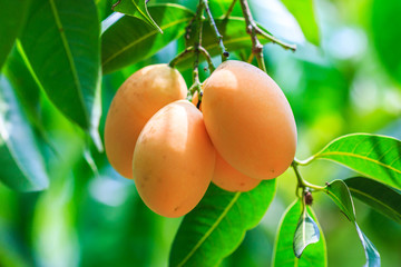 Mayongchid or Maprang or Marian Plum or Plum Mango of Thailand