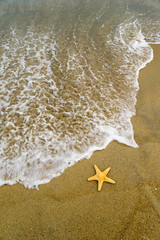 Starfish on the beach on a sunny day © Netfalls