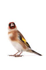 goldfinch