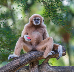 White Cheeked Gibbon or Lar Gibbon on the branch