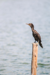 Javanese cormorant or Icrocarbo niger