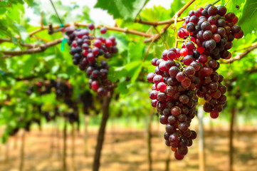 Large bunch of red wine grapes hang from a vine