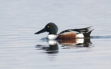 Northern shoveler