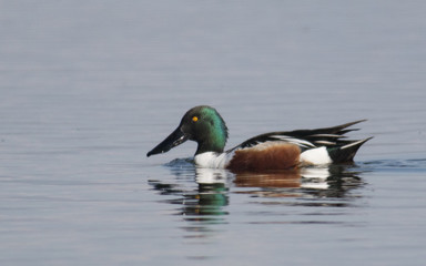Northern shoveler
