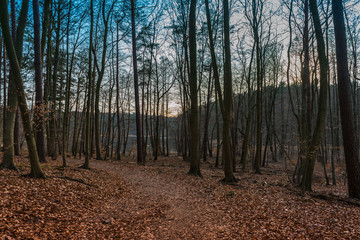 Footpath through woodland at dawn or dusk