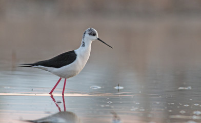 Black-winged stilt