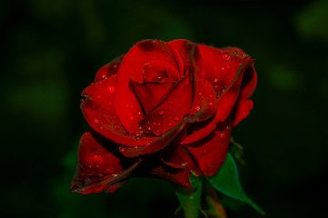 Красная роза на темном фоне