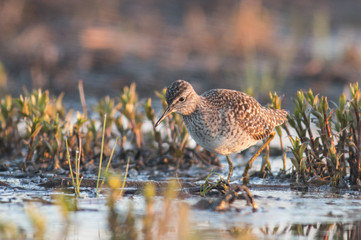 Wood Sandpiper