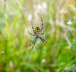 Fototapeta premium Argiope spider sits on the web in the grass