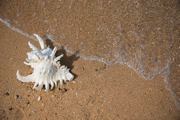 Sea shells with tropical sand as background in Summer beach.vacation travel icon 