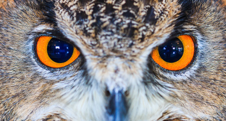 Obraz premium Eagle Owl or Eurasian eagle owl or Bubo bubo