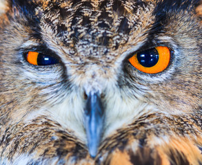Eagle Owl or Eurasian eagle owl or Bubo bubo