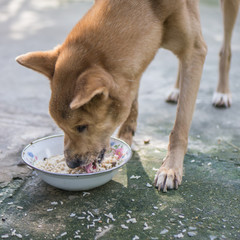 Feed street dog with rice