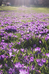 Fototapeta premium Meadow of blooming spring flowers crocus growing in wildlife